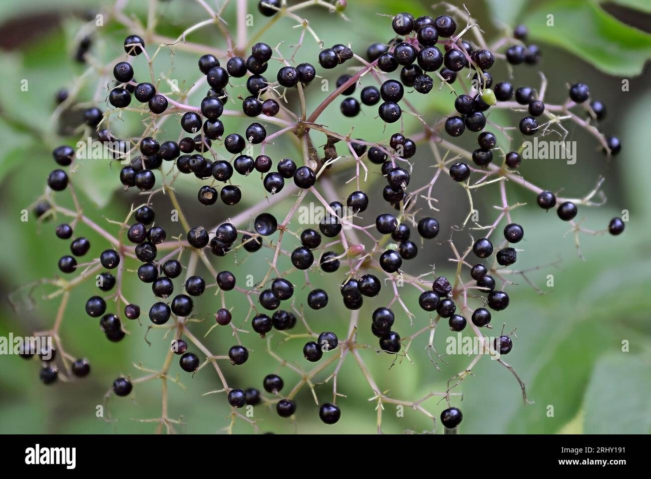 Grappe de baies de sureau noir sauvage (sambucus canadensis) dans les bois à la fin de l'été. Vue abstraite. Banque D'Images