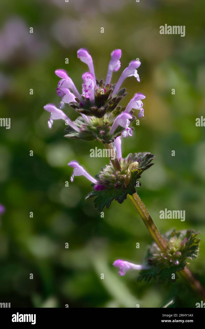 Henbit Wildflowers (Lamium amplexicaule) également connu sous le nom de Henbit Deadnettle, une mauvaise herbe commune aux feuilles larges au printemps. Banque D'Images Henbit Wildflowers (Lamium amplexicaule) également connu sous le nom de Henbit Deadnettle, une mauvaise herbe commune aux feuilles larges au printemps. Banque D'Images
