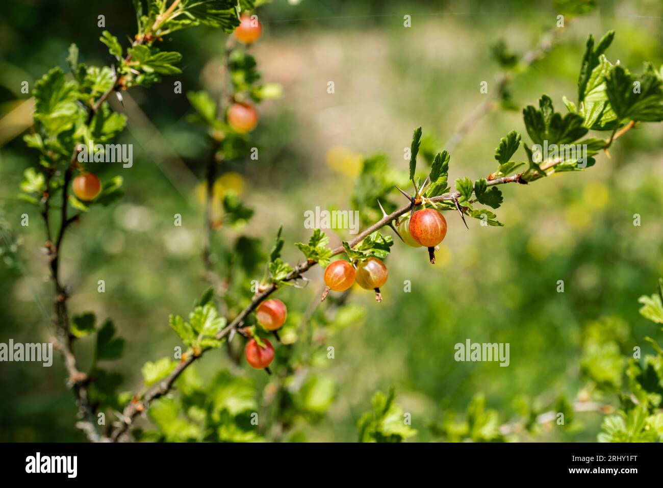 Groseille fraîche sur une branche d'un buisson de groseille dans le jardin. Un buisson de baies rouges pousse dans le jardin. Banque D'Images