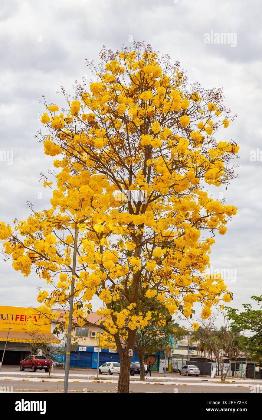 Arbre de trompette dorée, alias Ipe jaune. Arbre Tabebuia Alba, Handroanthus albus. Brésilien ipê Banque D'Images