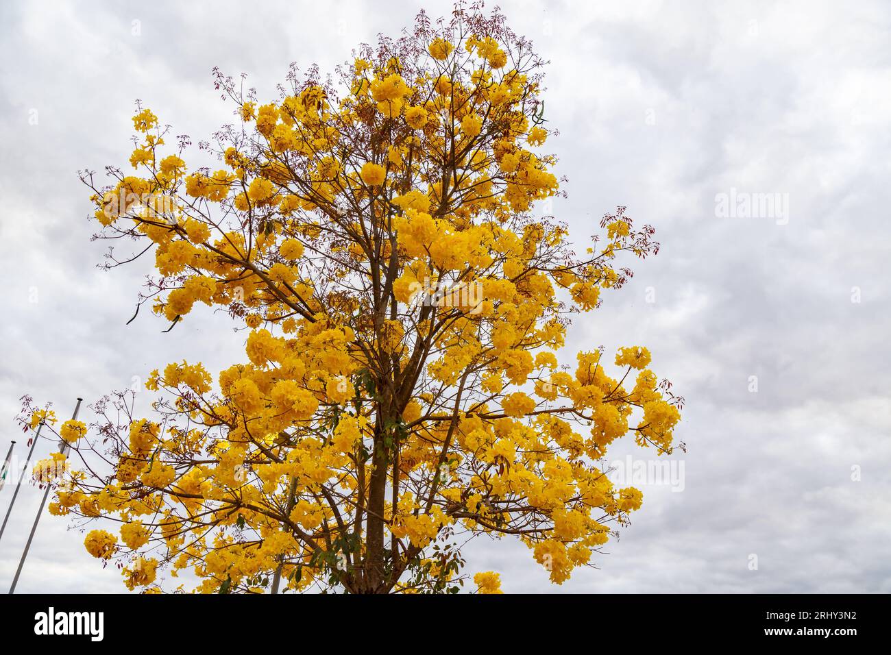 Arbre de trompette dorée, alias Ipe jaune. Arbre Tabebuia Alba, Handroanthus albus. Brésilien ipê Banque D'Images