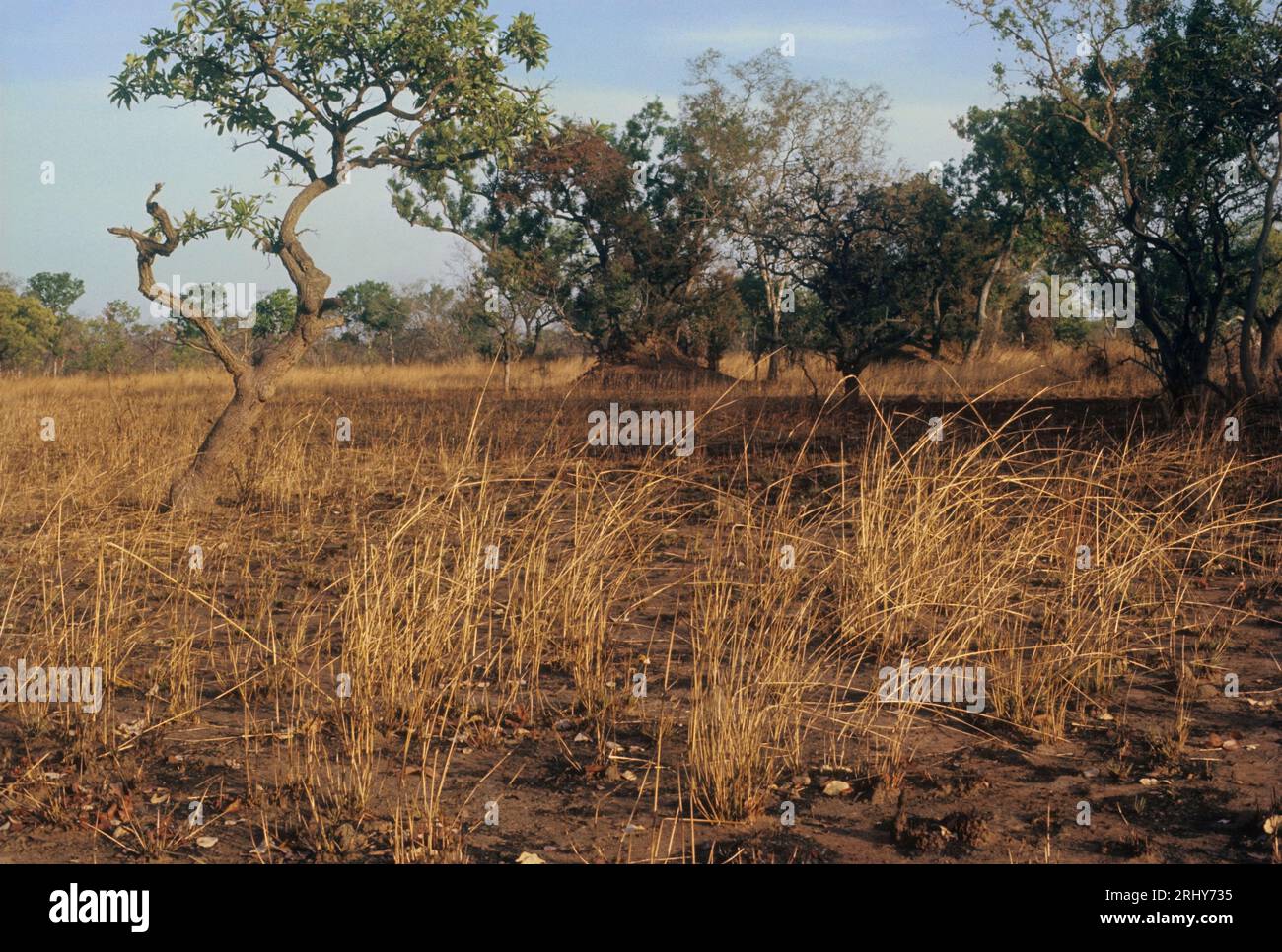 Savane à l'herbe sèche pendant la saison sèche, parc national de Manda, Tchad, Afrique. Banque D'Images