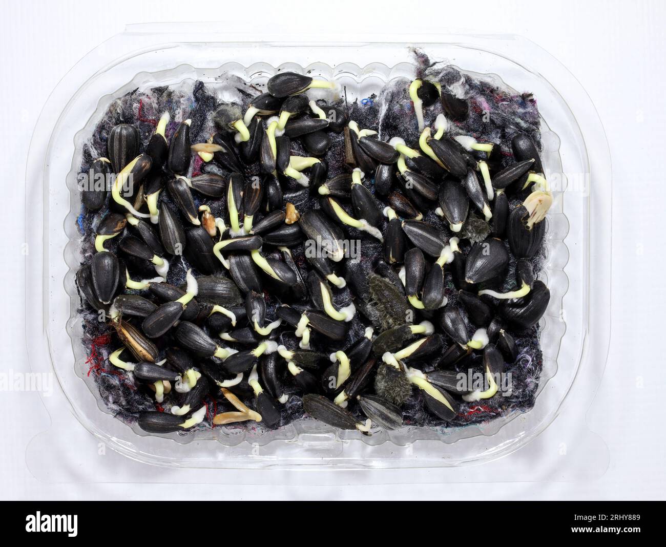 Germination des graines de tournesol Banque de photographies et d ...
