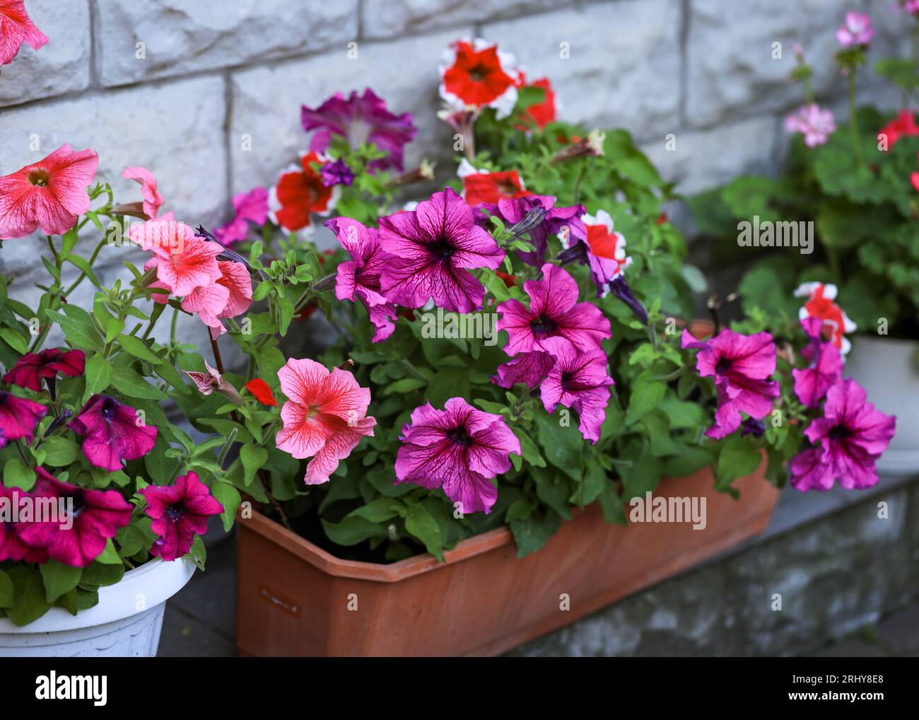 Fleurs de pétunia rose. Parterre de fleurs avec pétunias en fleurs après un gros plan de pluie. petunias pikoti rose foncé avec une bordure blanche autour du bord de l'animal Banque D'Images