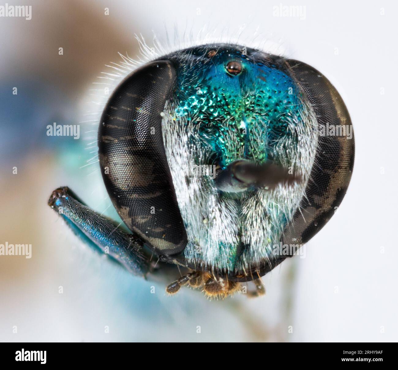insetto super macro vespa blu Banque D'Images
