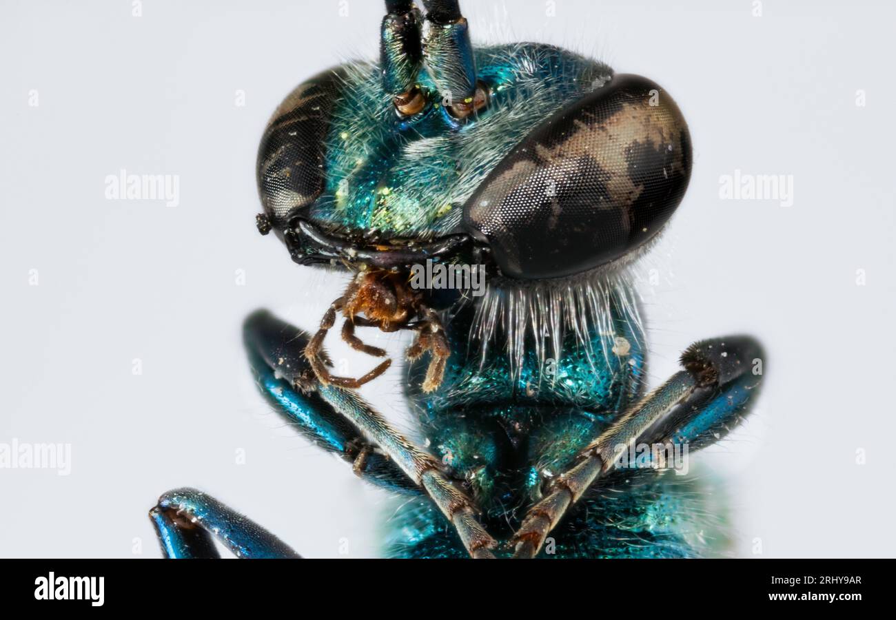 vespa aliena blu super macro insetto Banque D'Images