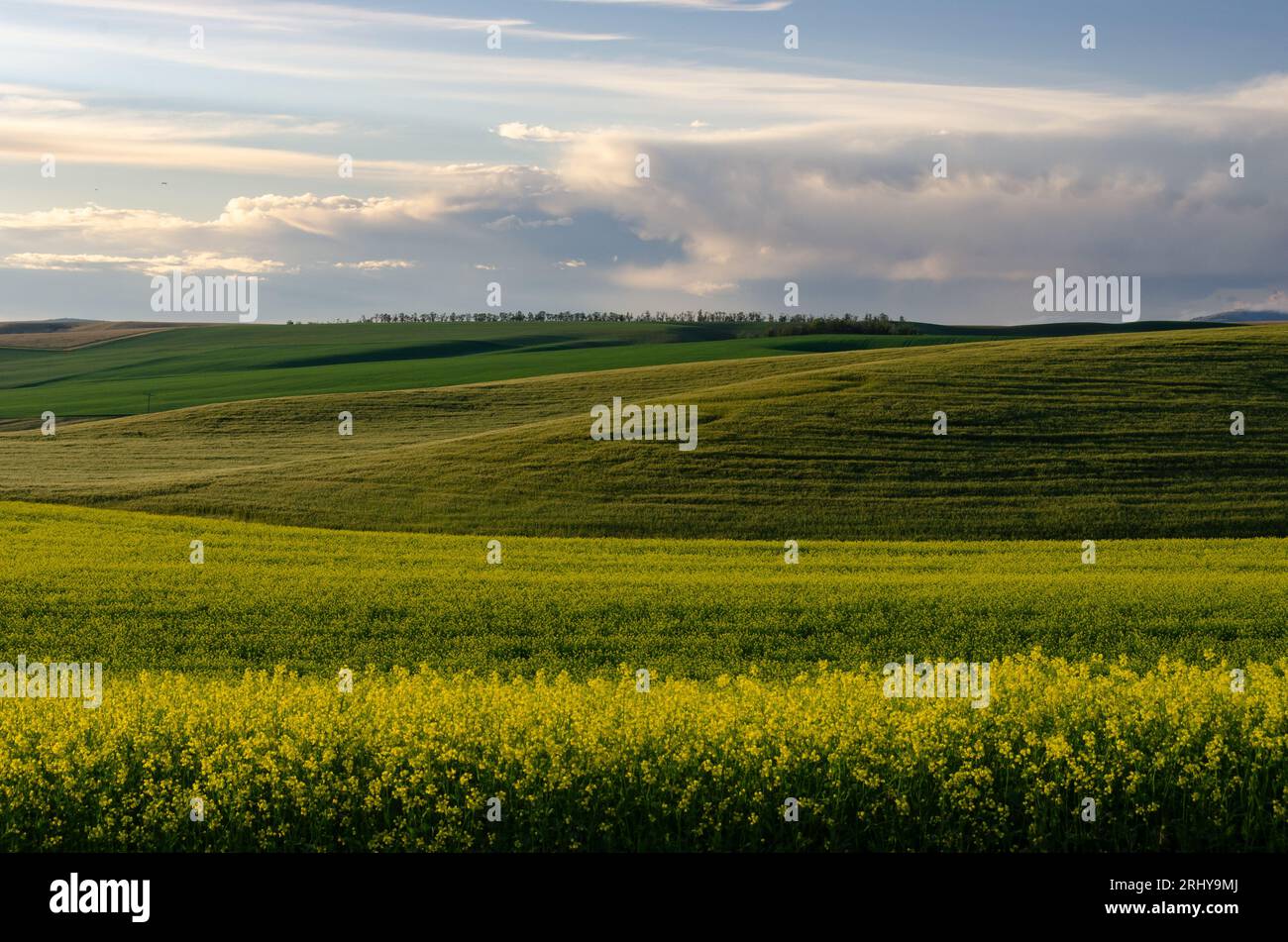 Champ de canola en fleur au coucher du soleil. Comté de Whitman, Washington, États-Unis. Banque D'Images