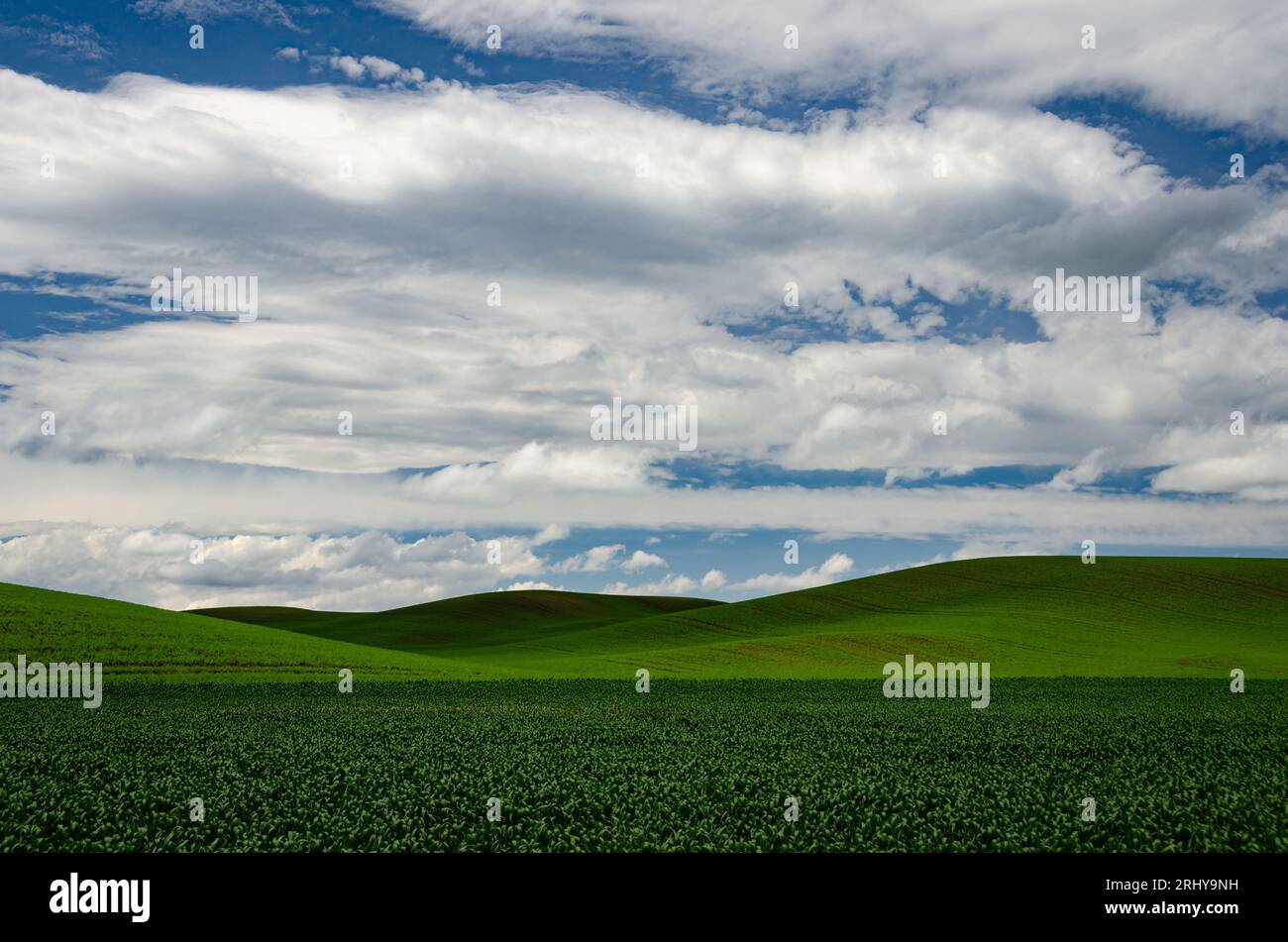 Champs de blé et de lentilles au début de l'été. Comté de Whitman, Washington, États-Unis. Banque D'Images