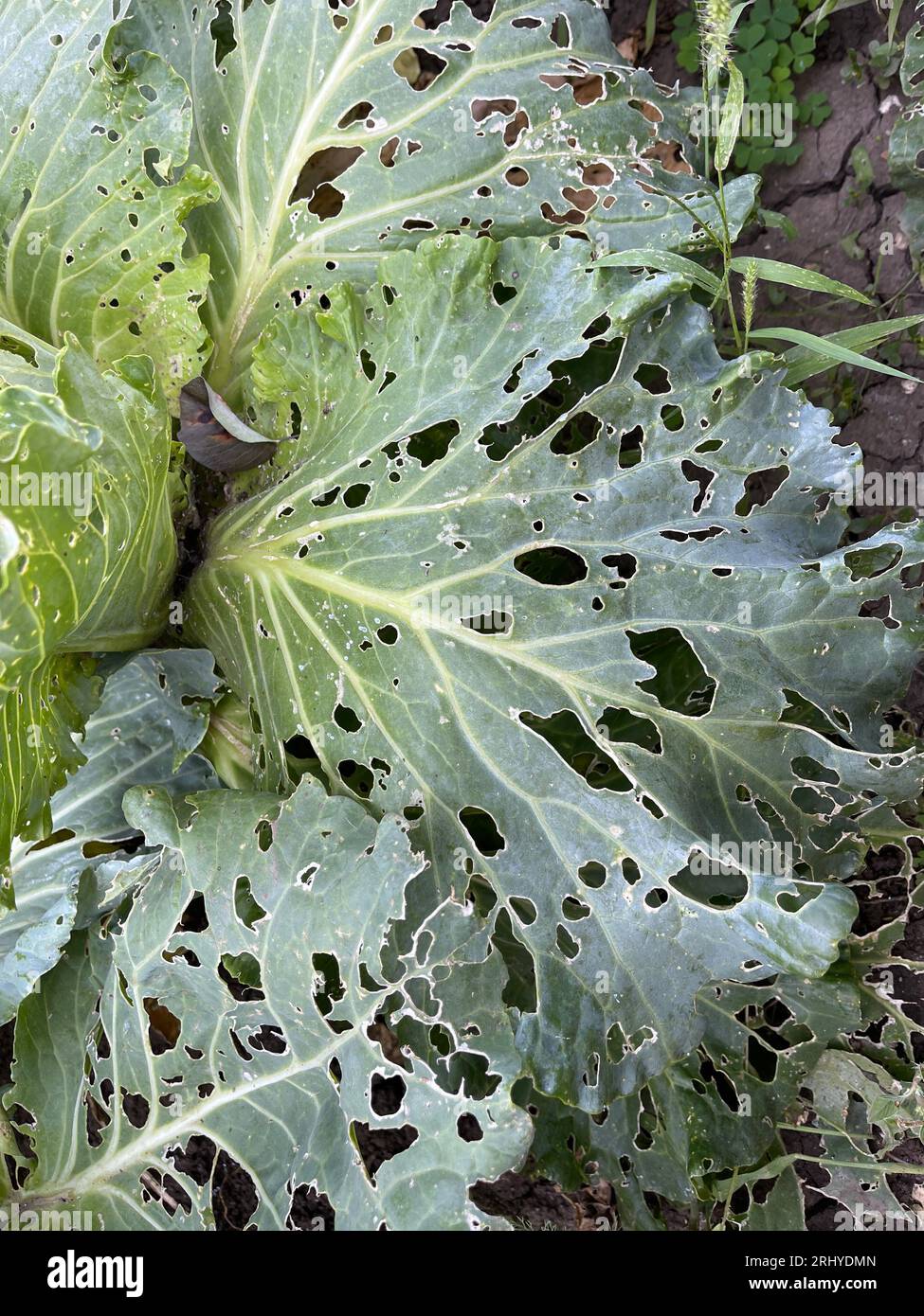 Chou endommagé par des limaces Banque D'Images