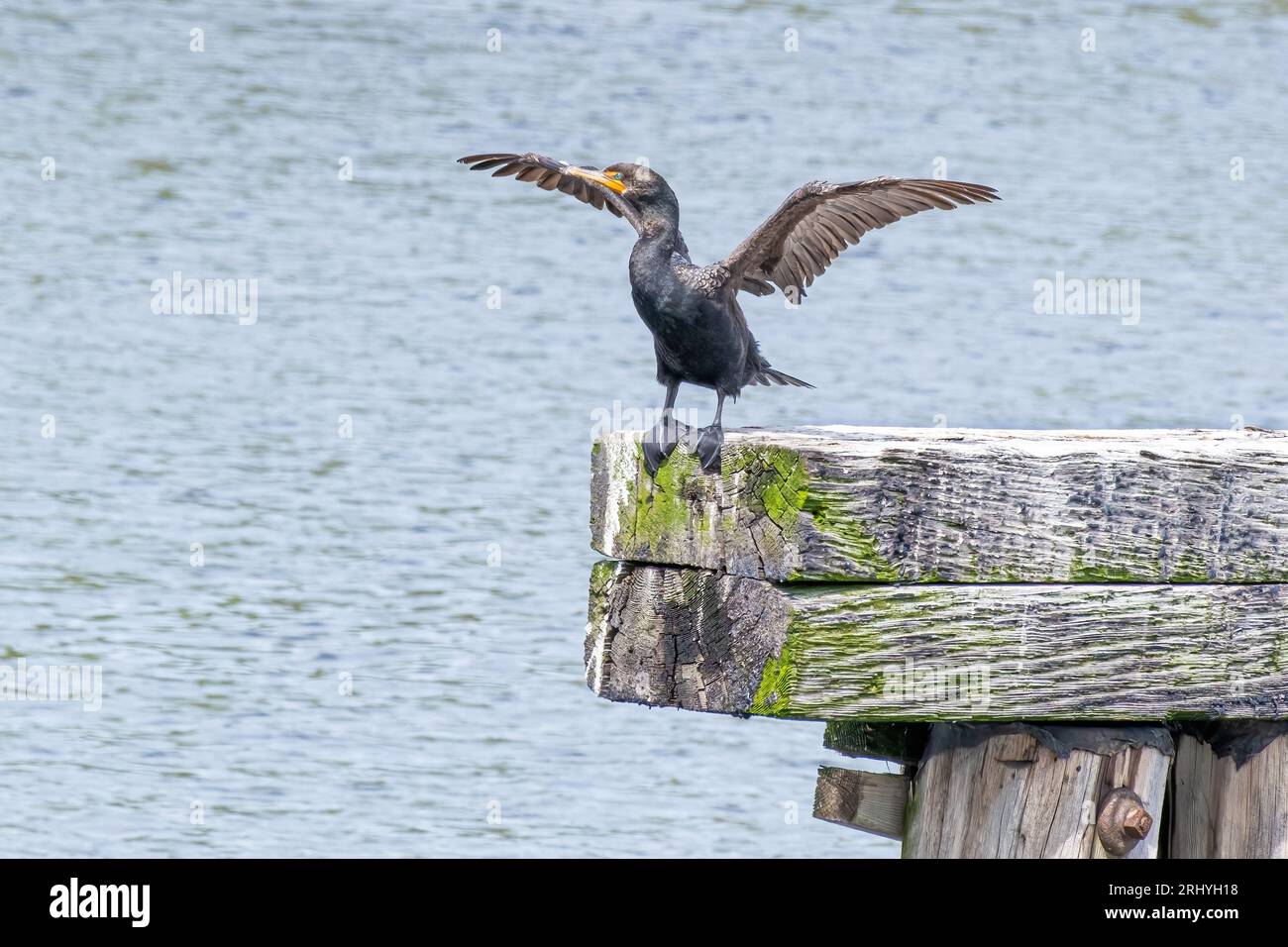 Cormorant à double crête, Nannopterum auritum, séchant ses ailes alors qu'il était perché sur une ancienne jetée au Cap-Breton, en Nouvelle-Écosse. Banque D'Images