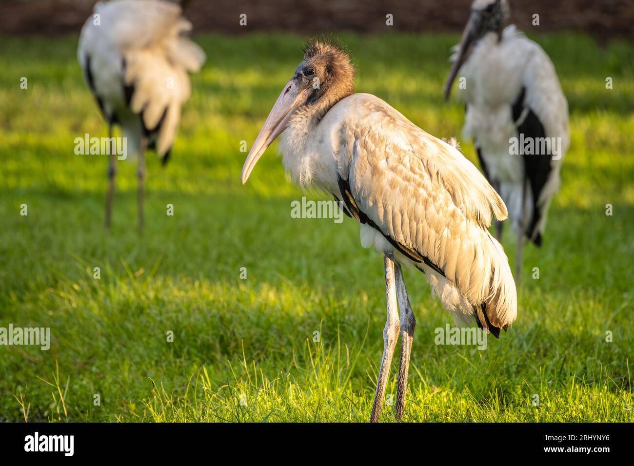 Cigognes en bois de Floride (Mycteria americana) au coucher du soleil à Jacksonville, Floride. (ÉTATS-UNIS) Banque D'Images