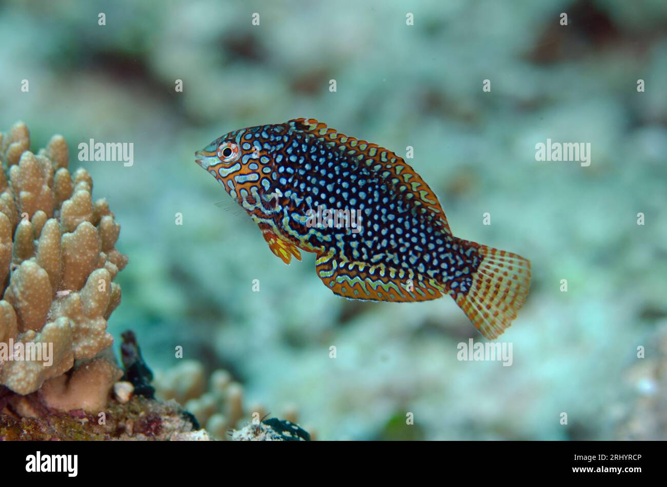 Ornate Wrasse, Macrobaryngodon ornatus, site de plongée Romeo, Wayil Island, Misool, Raja Ampat, Papouasie occidentale, Indonésie Banque D'Images