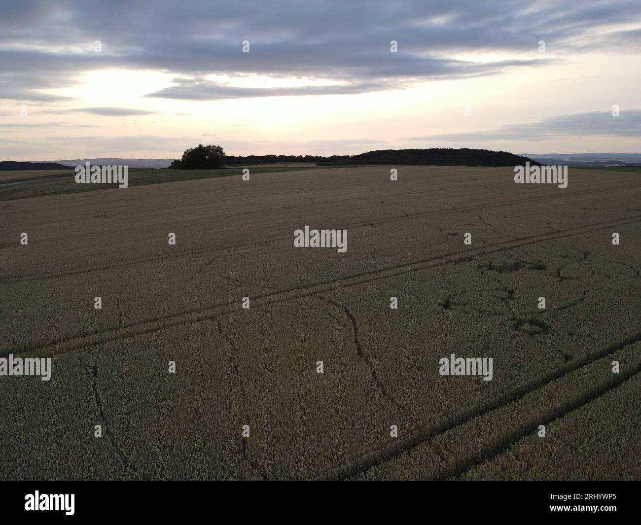 Vue aérienne d'un champ de culture mûr pendant que le soleil se couche dans la soirée Banque D'Images