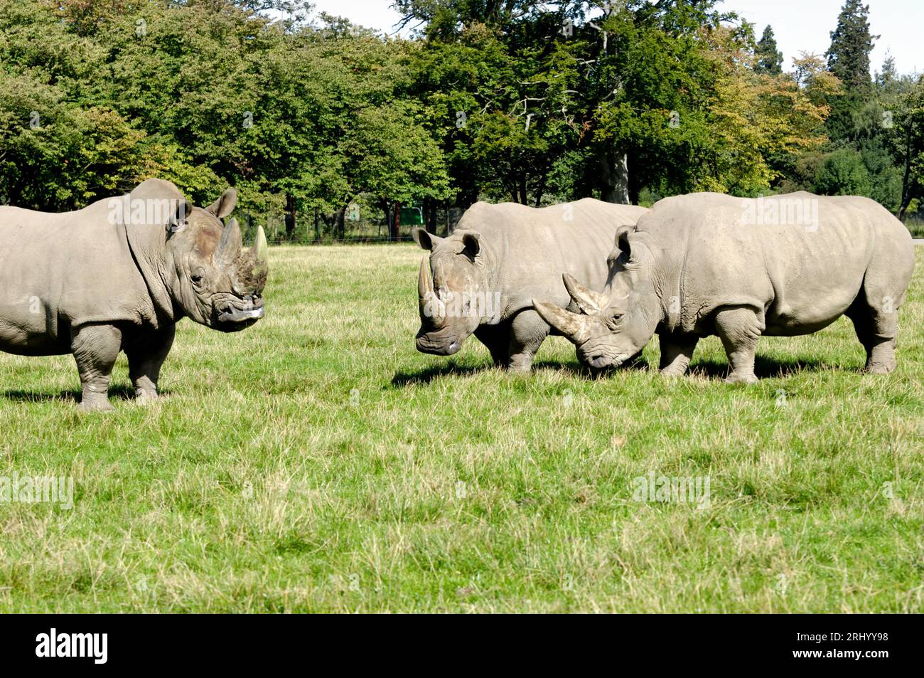 Groupe de rhinocéros sont debout et regardant sur l'herbe verte Banque D'Images