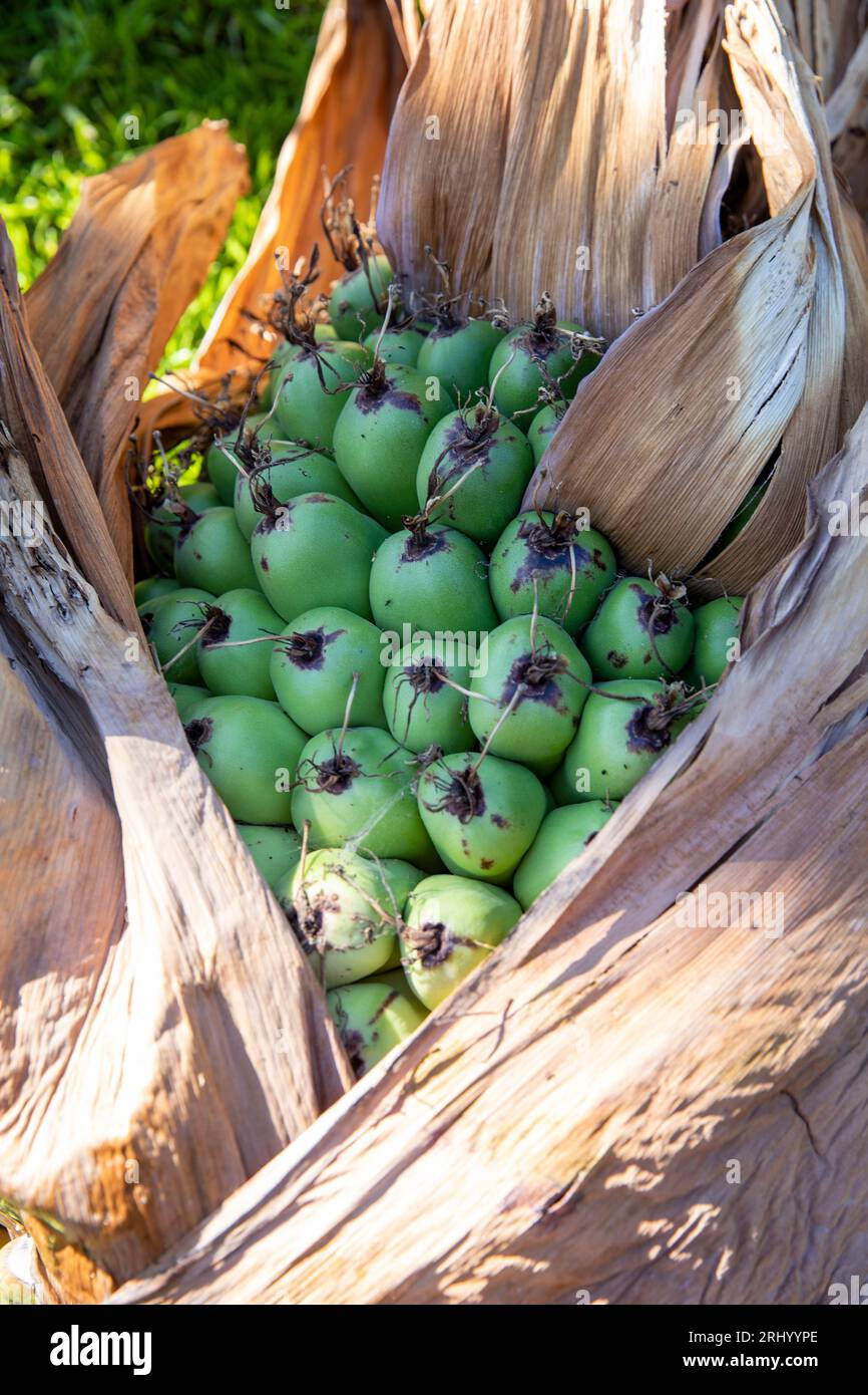 Têtes de graines de cosses de palmier bananier abyssinien, Sydney, NSW, Australie Banque D'Images