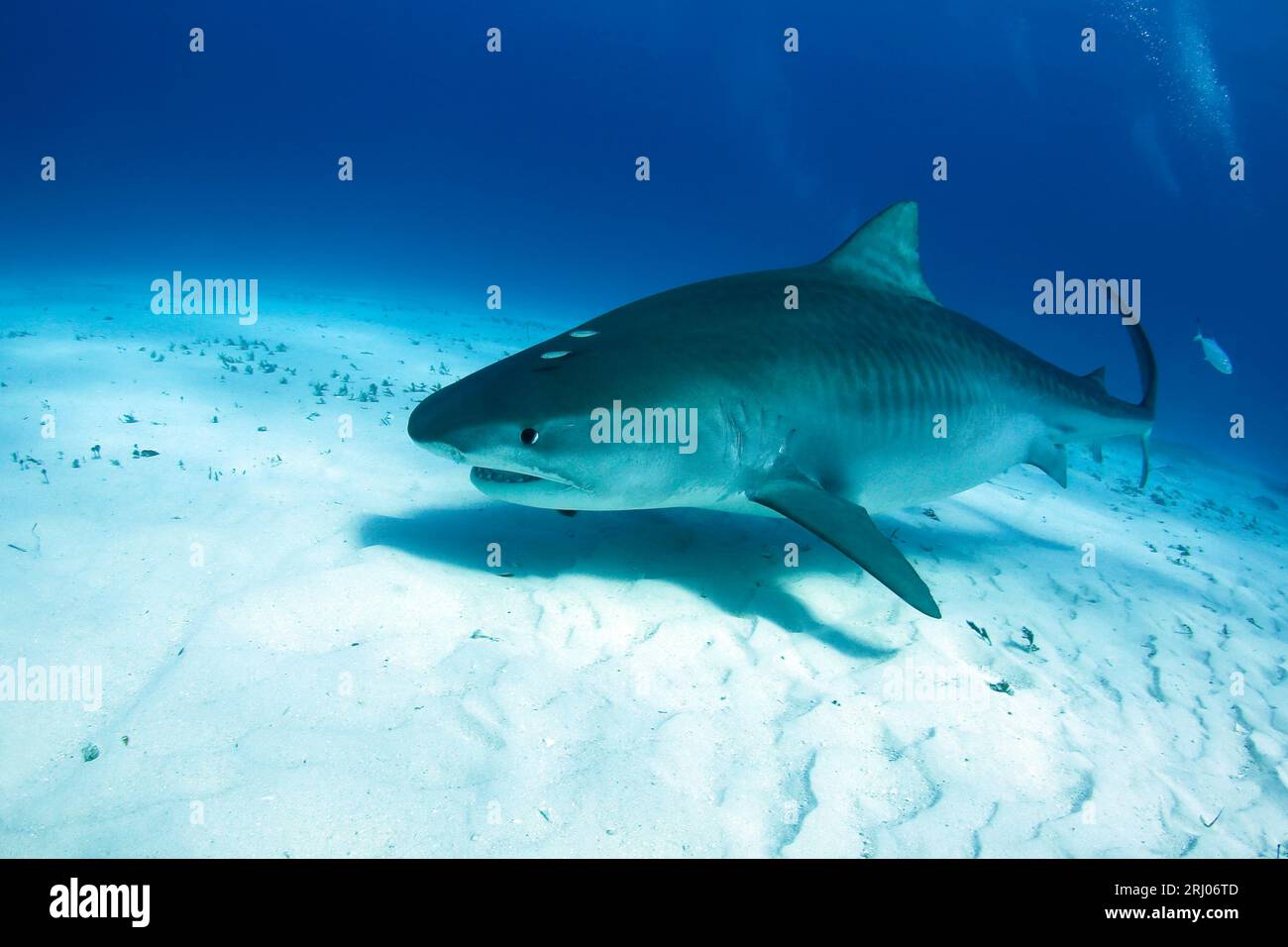 Grand Tiger Shark enceinte nageant sur le fond de sable. Tiger Beach, Bahamas Banque D'Images