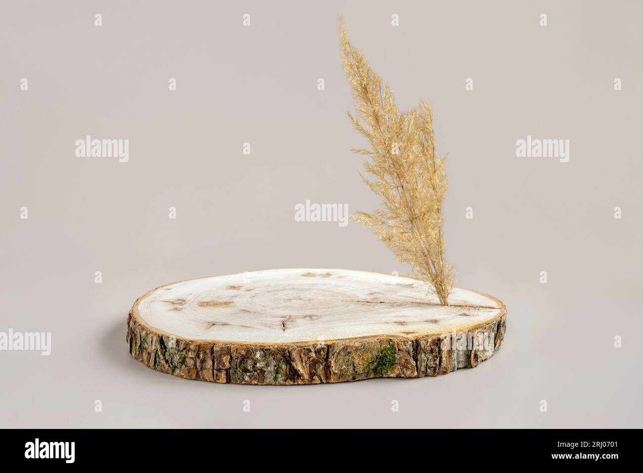 Podium en bois avec Bark. Dalle en bois véritable. Forme naturelle ronde vide. Piédestal pour montrer le produit, la cosmétique écologique, les bijoux. Style minimaliste tendance M Banque D'Images