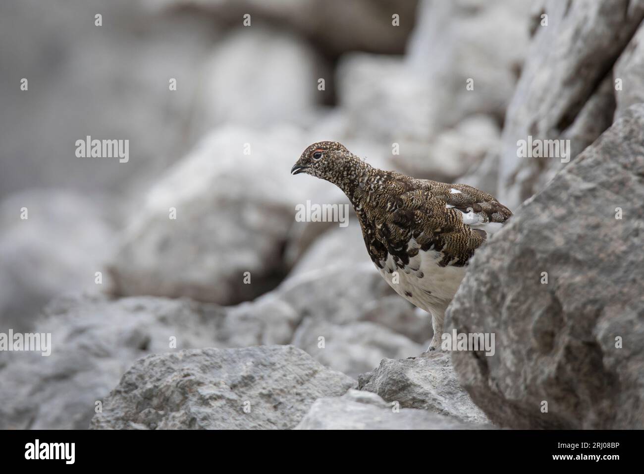 Alpenschneehuhn, rock ptarmigan, Lagopus muta Banque D'Images