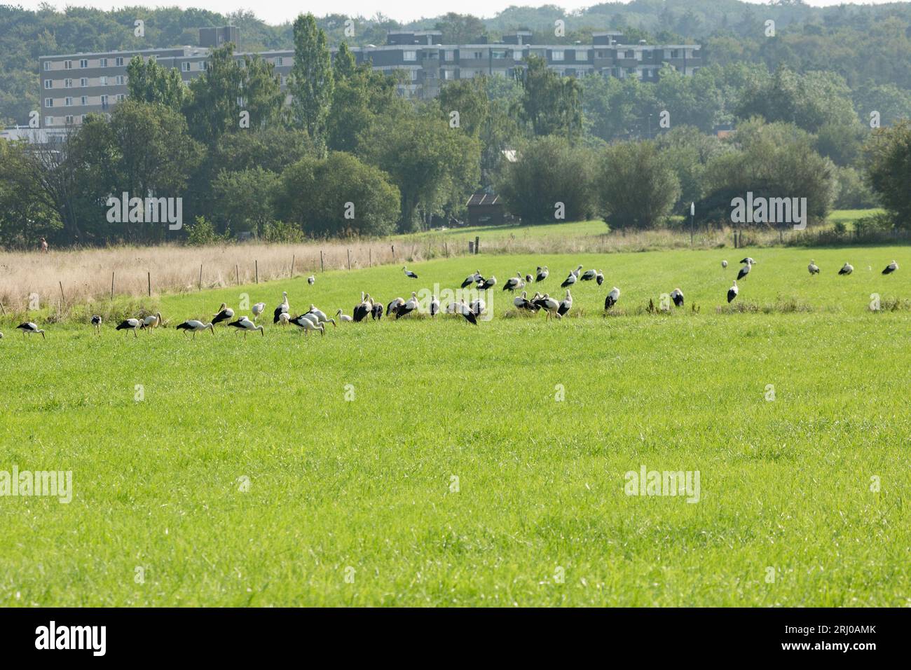 Cigognes blanches à Großen-Linden, Hessia, Allemagne Banque D'Images