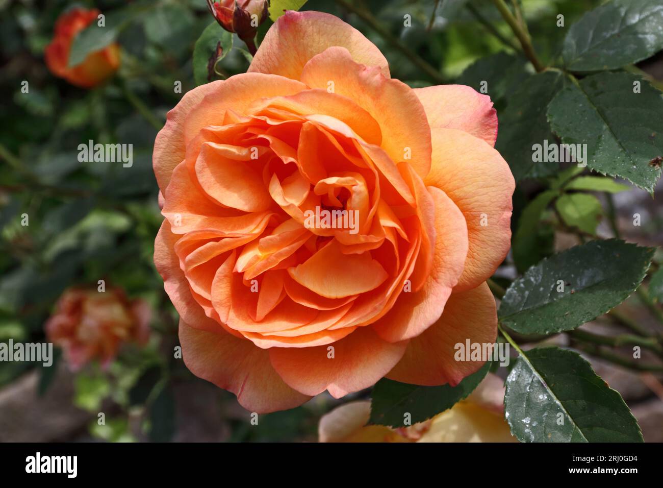 Dame de Shalott, fleur de rose Banque D'Images