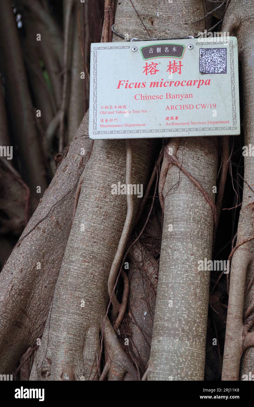 Gros plan de Ficus macrocarpa (Banyan chinois) étiqueté, King George V Memorial Park, Sai Ying Pun, Hong Kong Island, Hong Kong, Chine 20 août 2023 Banque D'Images