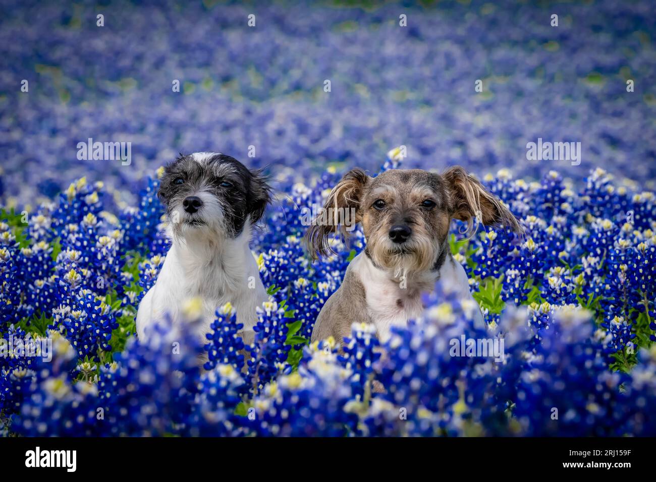 Spicewood, Texas, États-Unis. 28 mars 2023. Un bel animal de compagnie profite d'un champ de fleurs Bluebonnet un jour de printemps (crédit image : © Walter G Arce SR Grindstone Medi/ASP) USAGE ÉDITORIAL SEULEMENT! Non destiné à UN USAGE commercial ! Banque D'Images