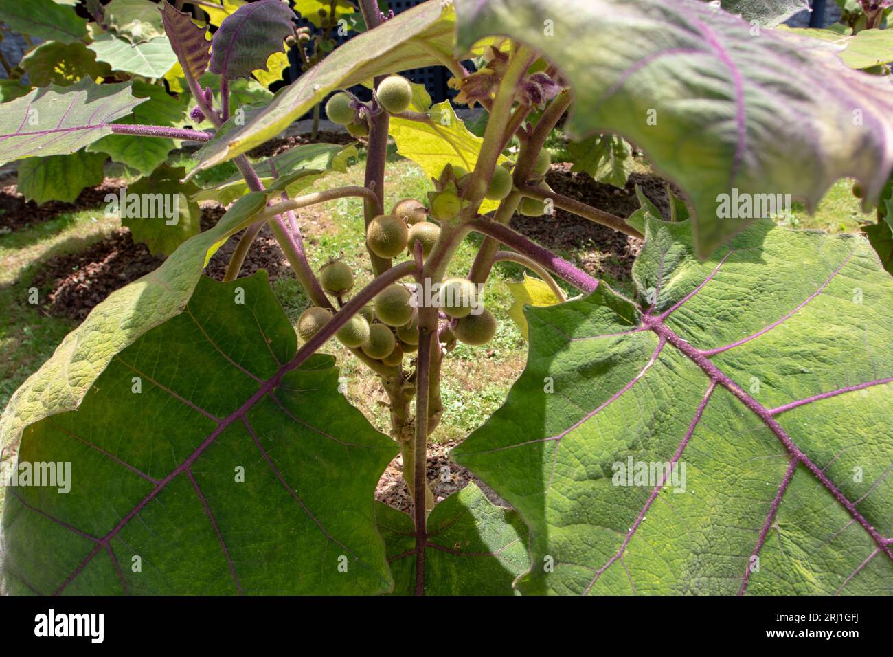 Solanum quitoense ou plante de naranjilla avec des fruits non mûrs et de grandes feuilles vertes avec des veines violettes Banque D'Images