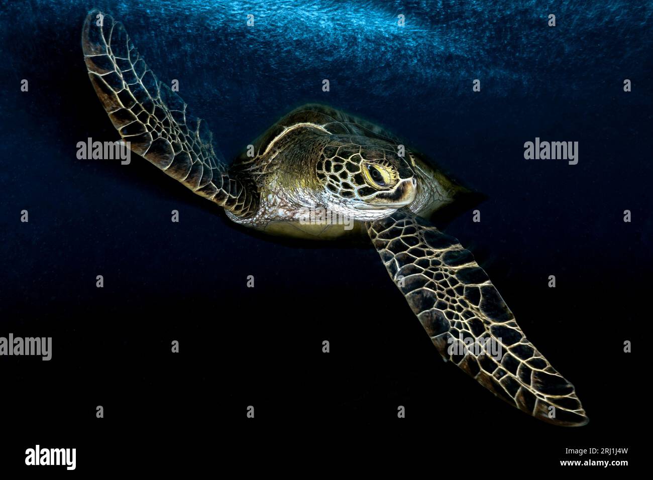 Tortue verte de mer paissant sur des herbiers marins dans le lagon de Mayotte, une rencontre paisible mettant en valeur la biodiversité marine et la beauté naturelle. Banque D'Images