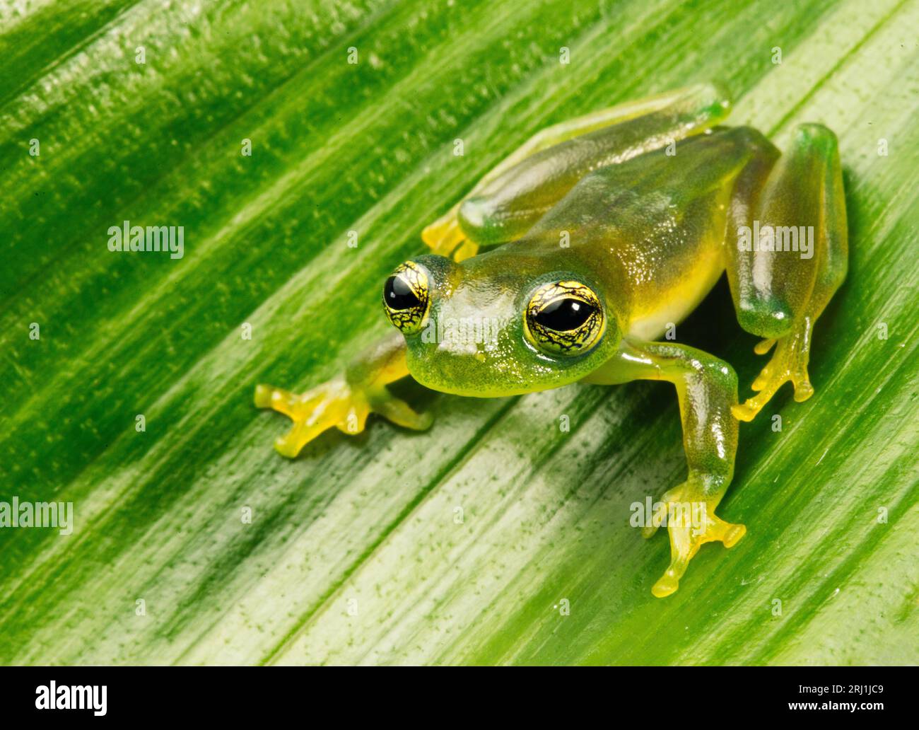 Teratohyla spinosa grenouille verte (grenouille cochran épineuse) de la famille des centrolenidae sur une feuille verte dans la jungle de Guna Yala, Panama. Banque D'Images