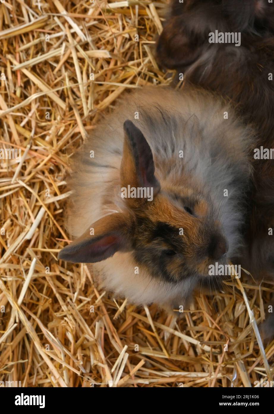 lapin et cochon d'inde dans le zoo pour enfants Banque D'Images