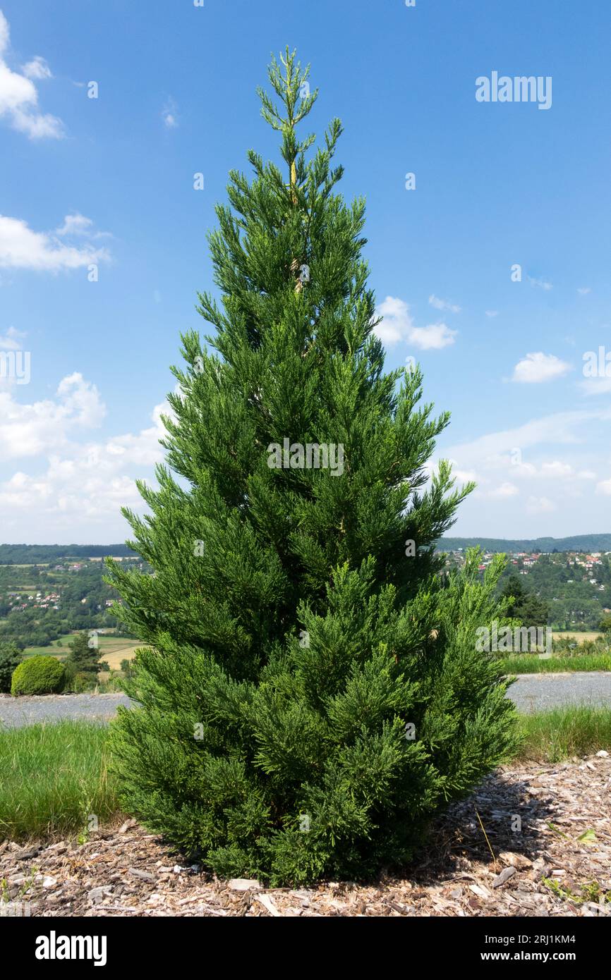 Sequoiadendron giganteum Philip Curtis Banque D'Images