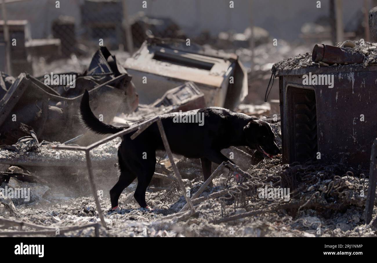 Lahaina, États-Unis. 17 août 2023. Un chien cadavre avec les équipes de récupération urbaine vérifie un site suspecté de restes humains à la suite des feux de forêt qui ont balayé l'ouest de Maui, le 17 août 2023 à Lahaina, Maui, Hawaii. Les feux de forêt attisés par des vents violents ont tué au moins 100 personnes et détruit des milliers de maisons sur l'île. Crédit : Glenn Fawcett/CBP photo/Alamy Live News Banque D'Images