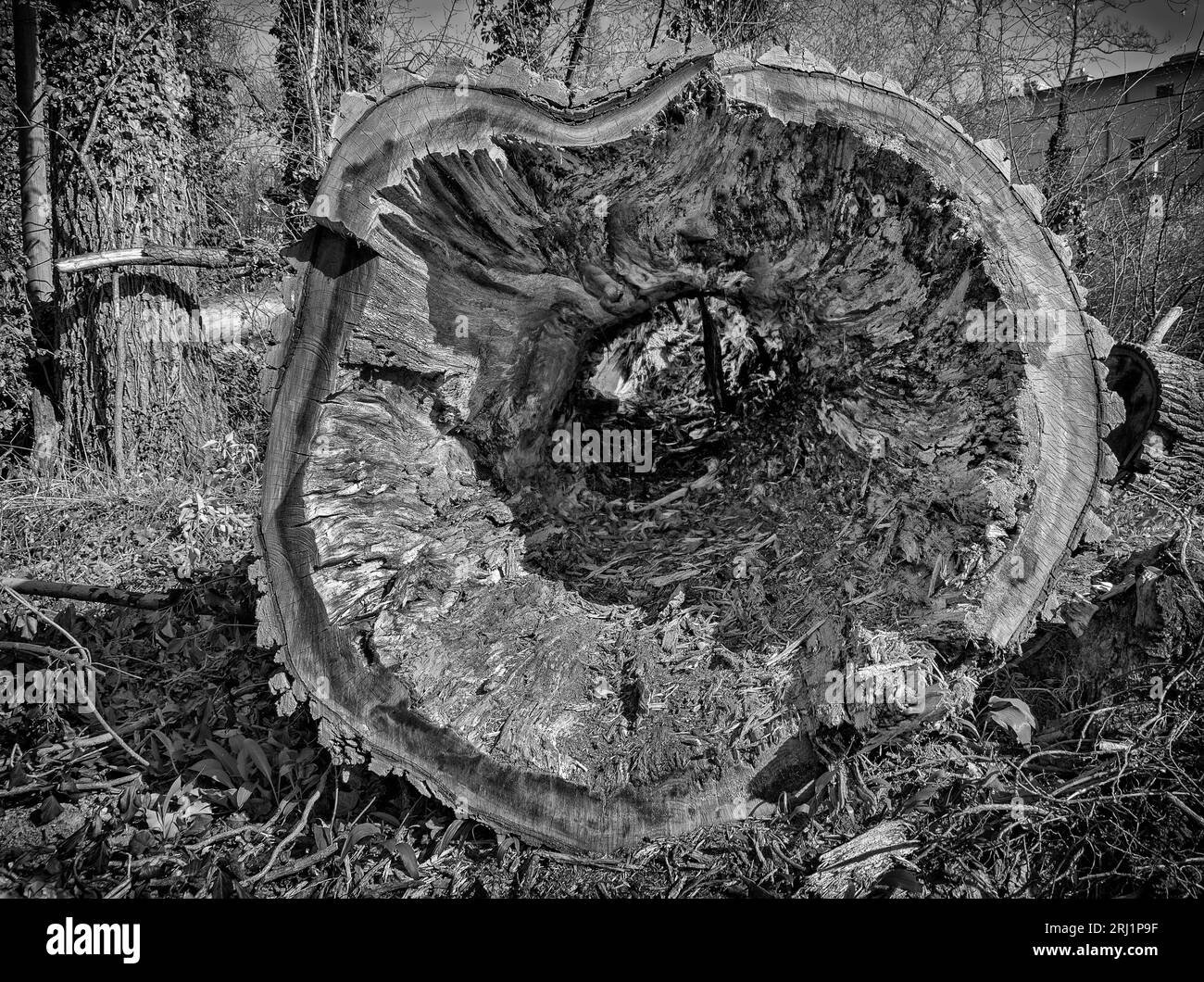 Vue à travers un trou d'arbre creux coupé à la forêt riveraine de Tulln, Banque D'Images