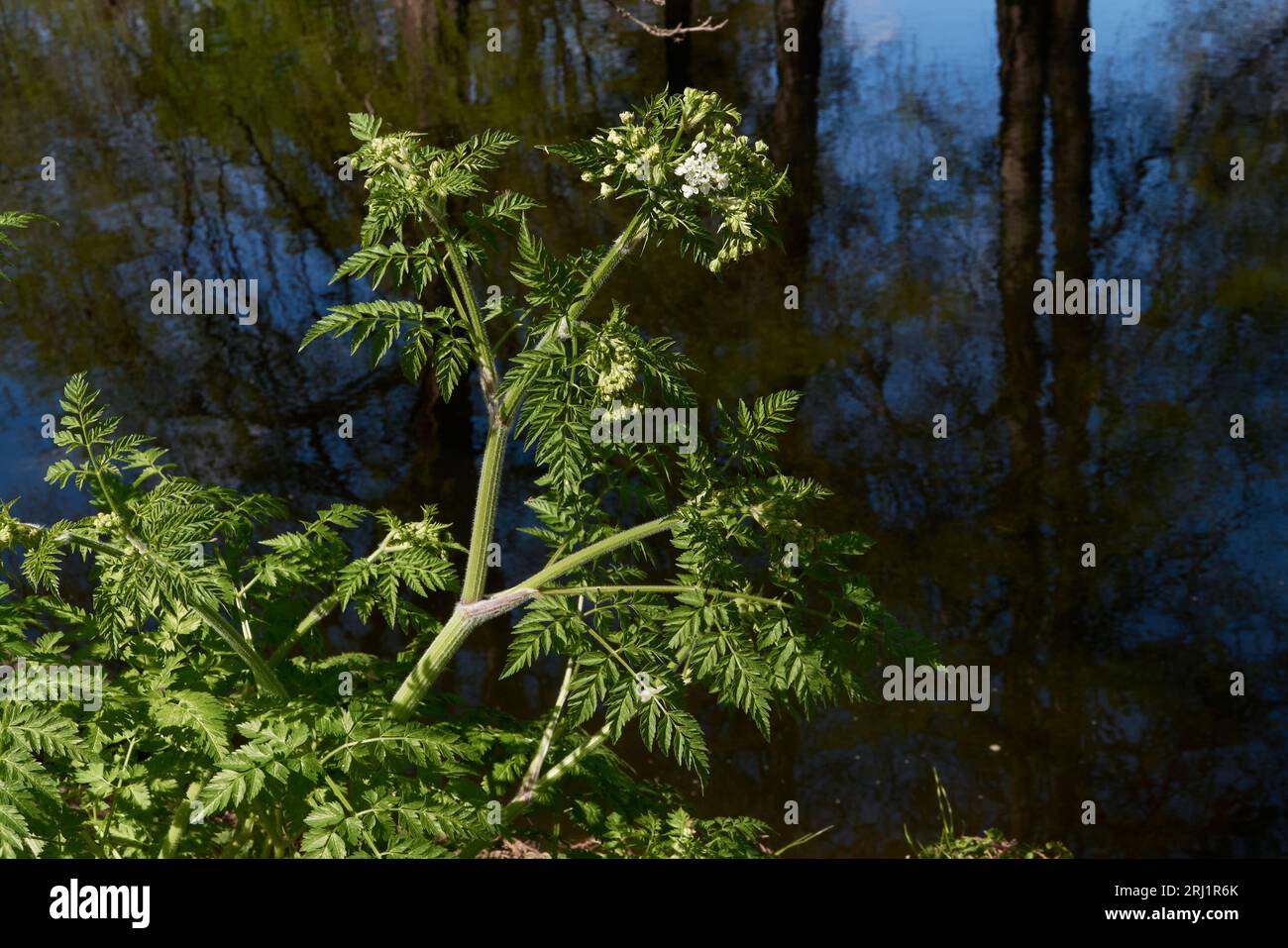 Antheriscus sylvestris gros plan Banque D'Images
