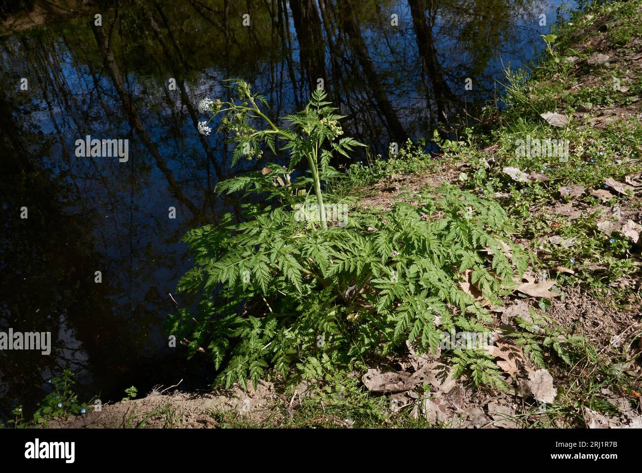 Antheriscus sylvestris gros plan Banque D'Images