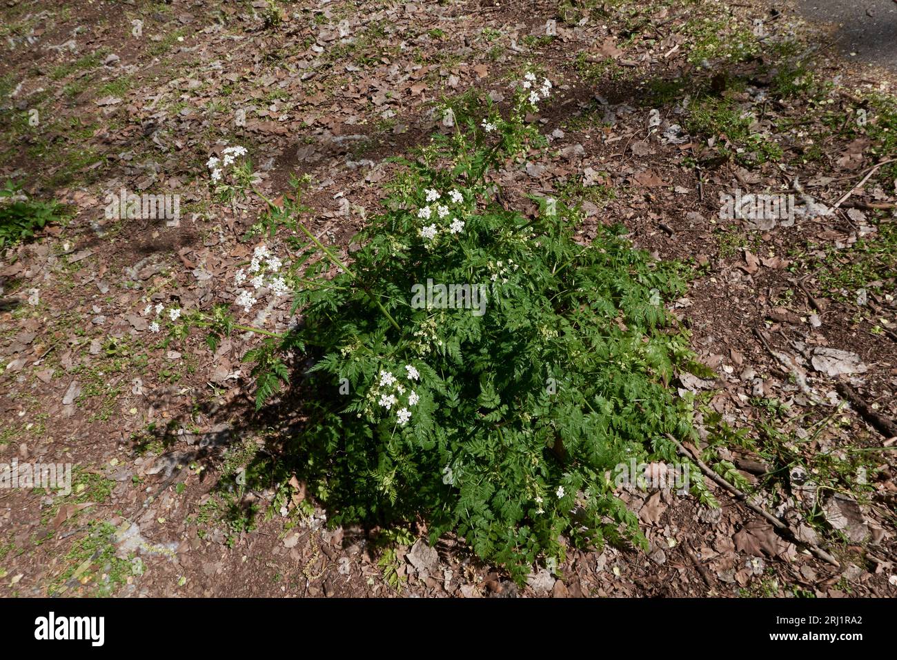 Antheriscus sylvestris gros plan Banque D'Images