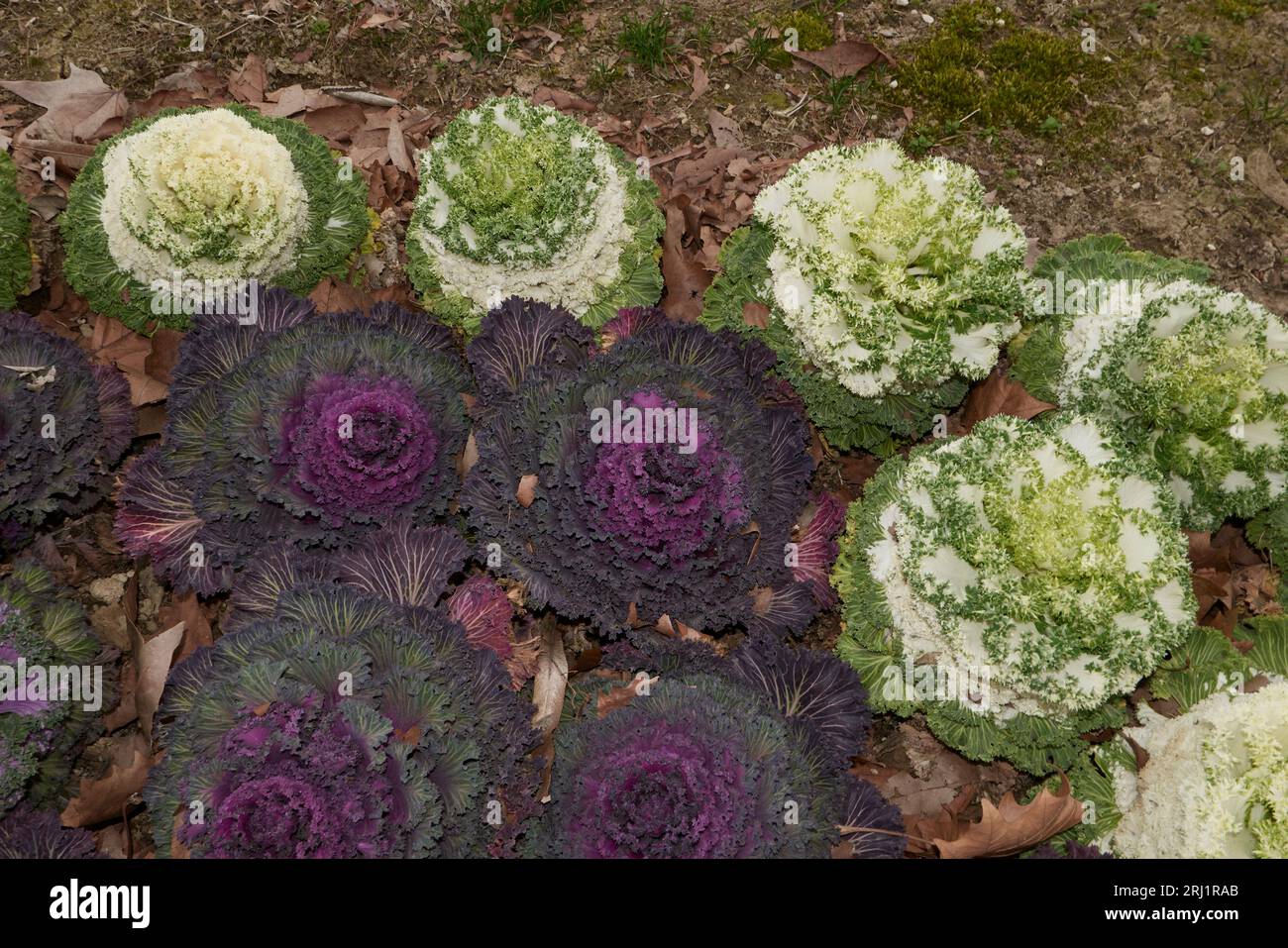 Brassica oleracea var. Acephala feuillage coloré Banque D'Images