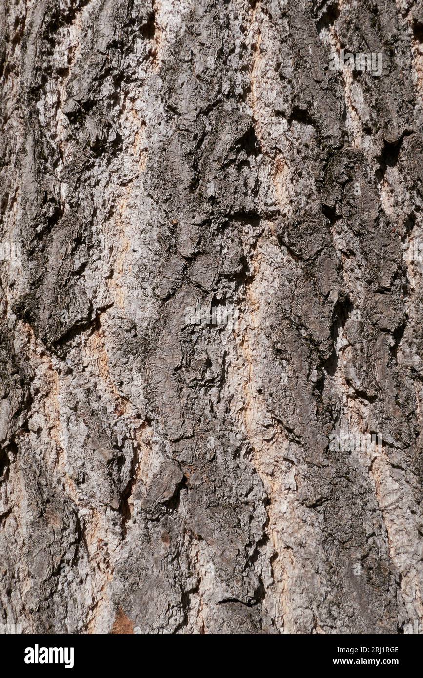 Écorce texturée ginkgo biloba Banque D'Images