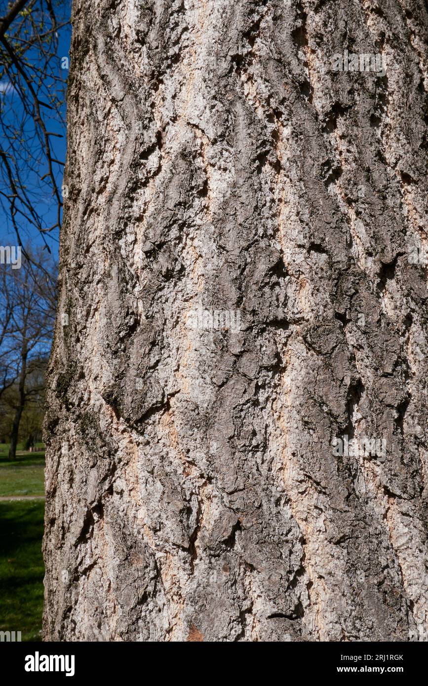 Écorce texturée ginkgo biloba Banque D'Images