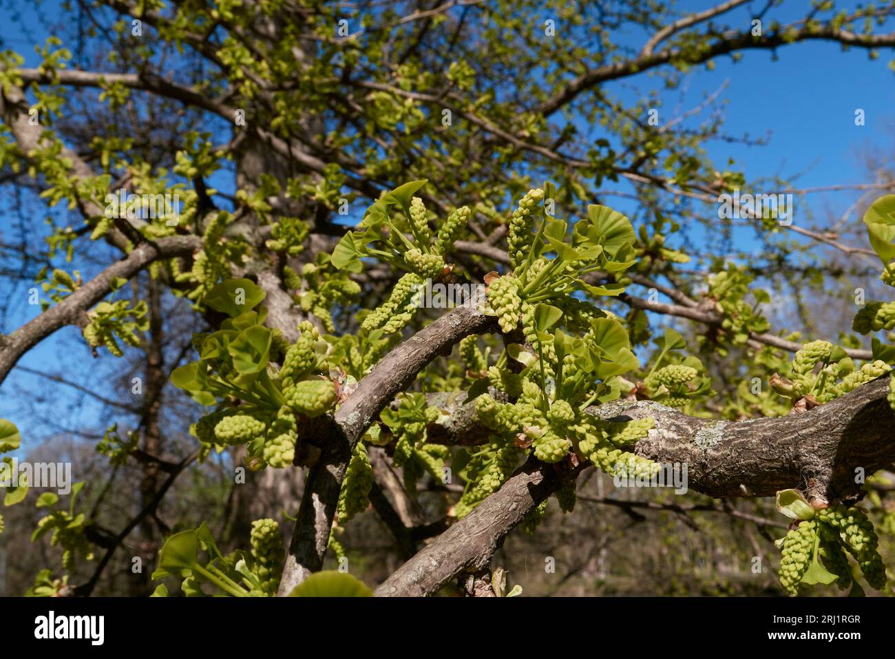 Inflorescence verte ginkgo biloba Banque D'Images