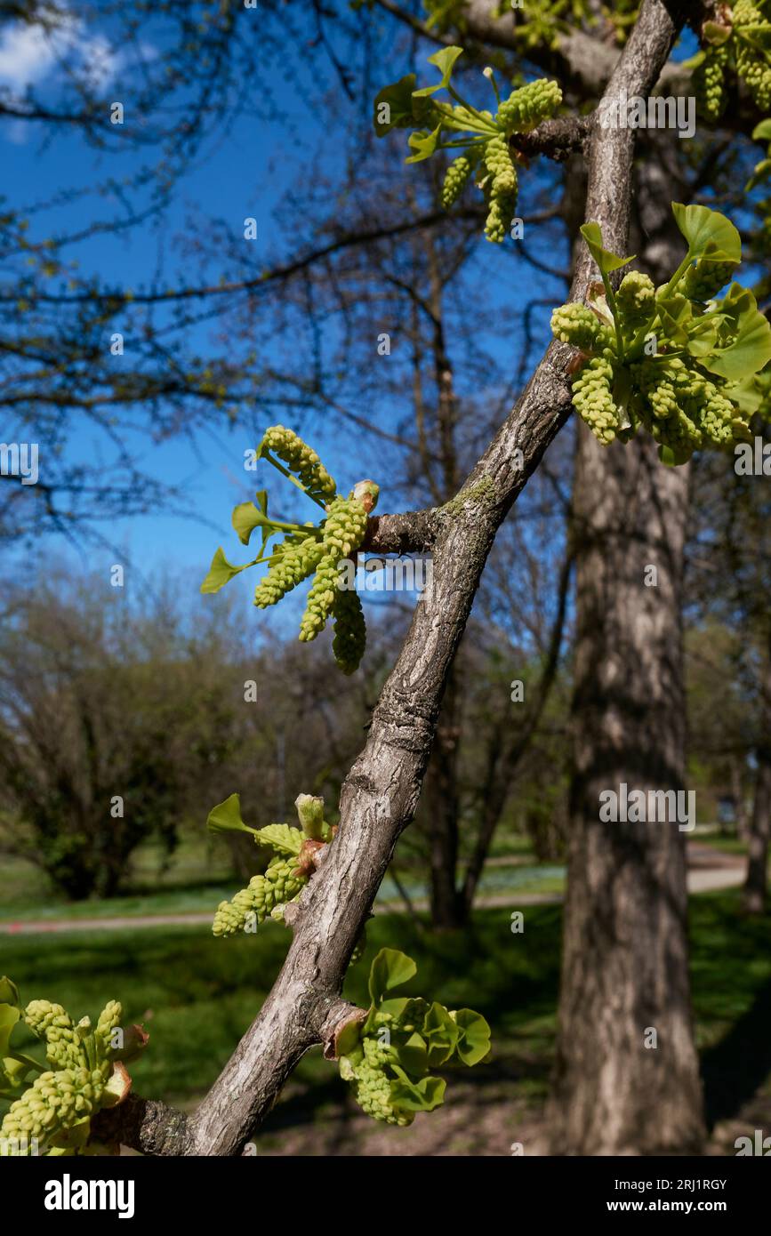 Inflorescence verte ginkgo biloba Banque D'Images