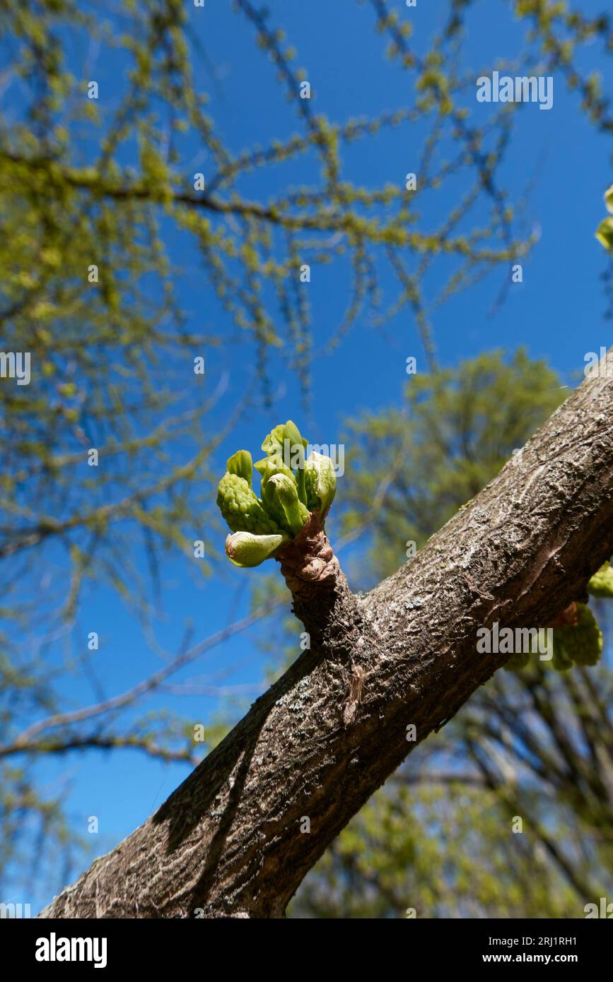 Inflorescence verte ginkgo biloba Banque D'Images