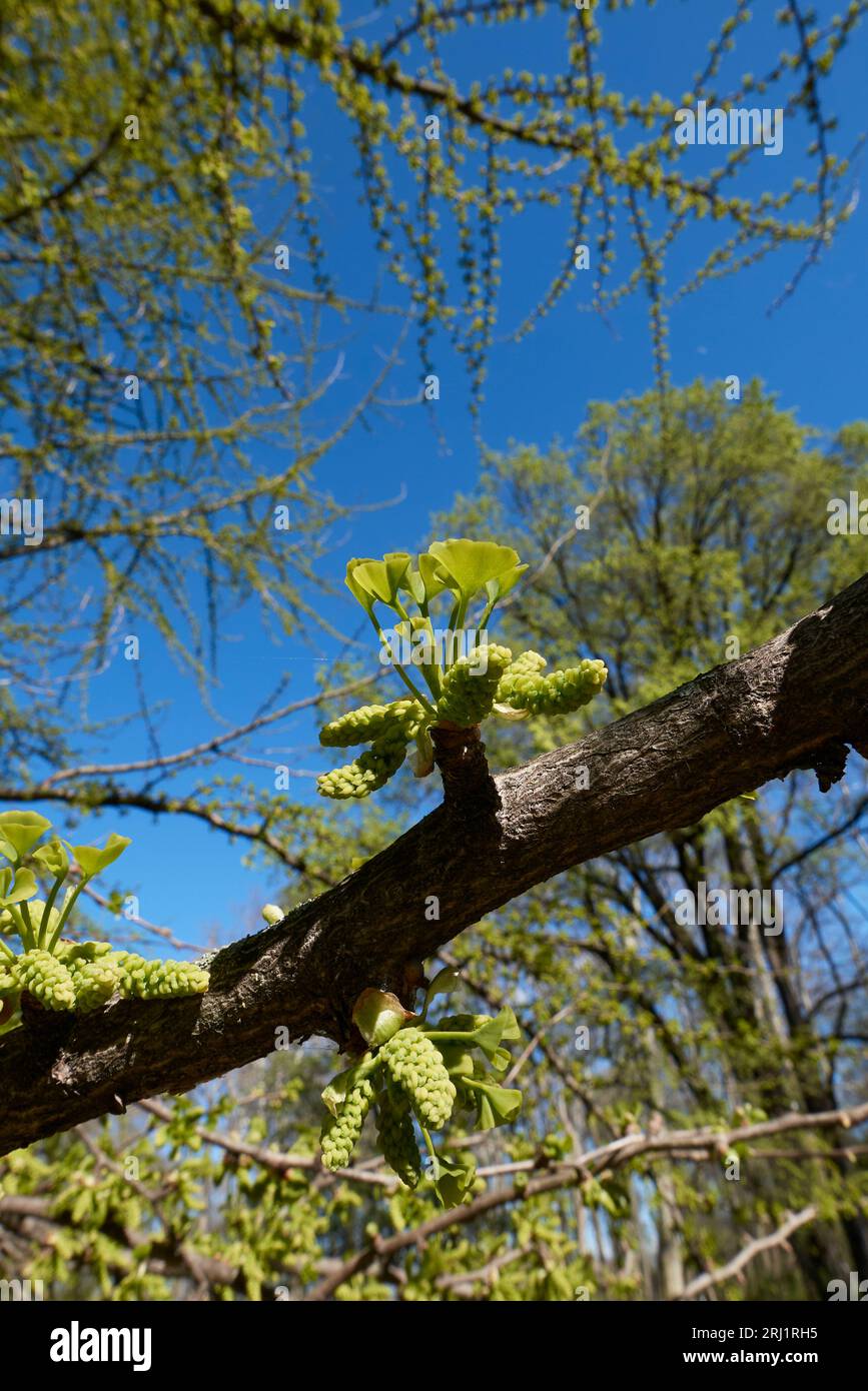 Inflorescence verte ginkgo biloba Banque D'Images