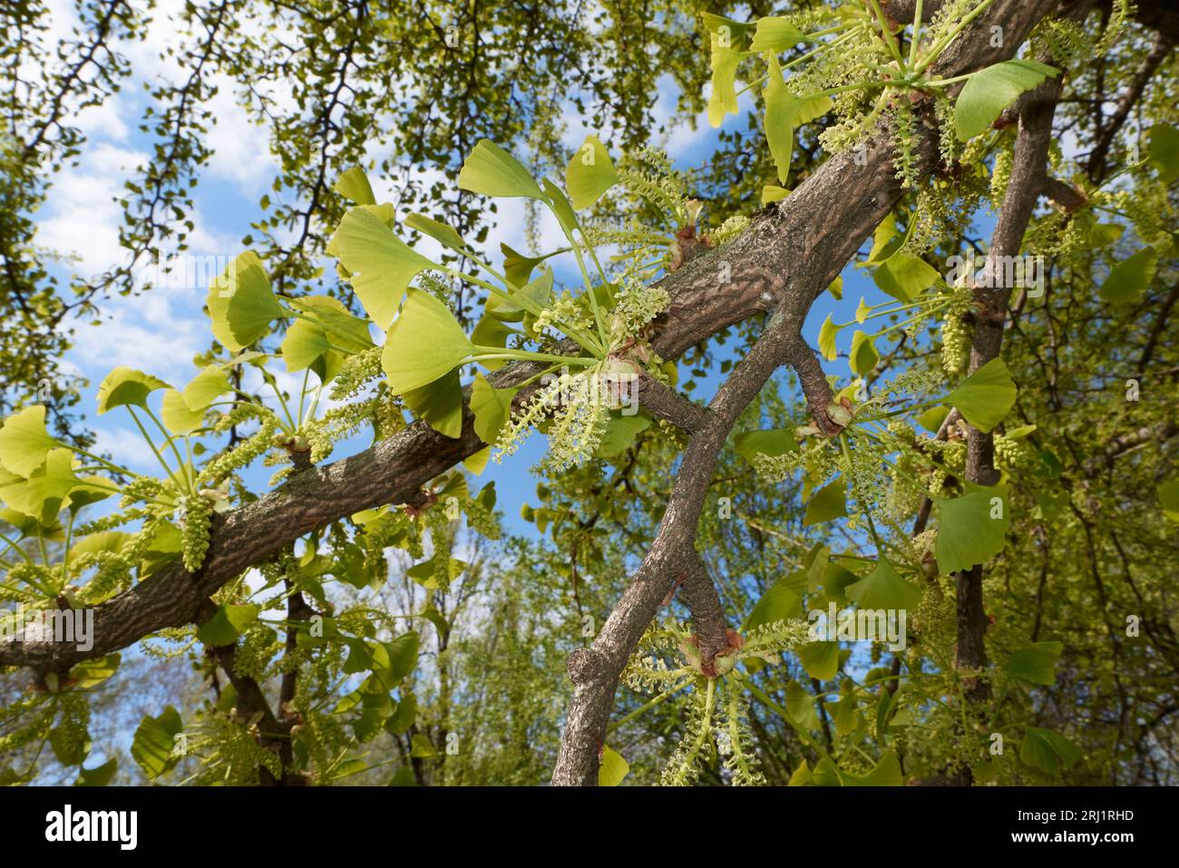 Inflorescence verte ginkgo biloba Banque D'Images
