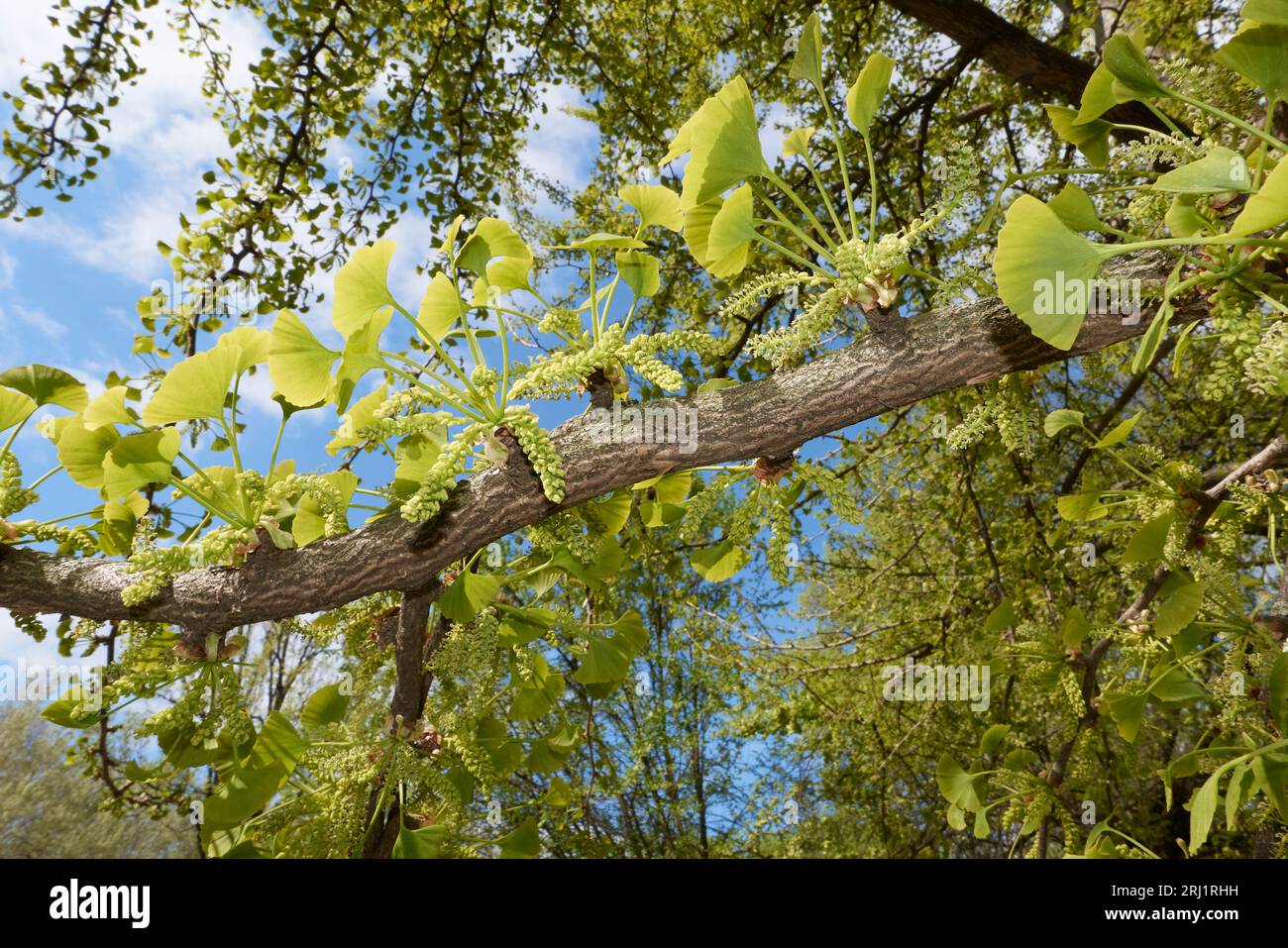 Inflorescence verte ginkgo biloba Banque D'Images