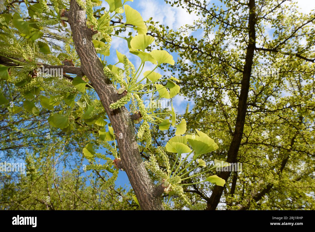 Inflorescence verte ginkgo biloba Banque D'Images