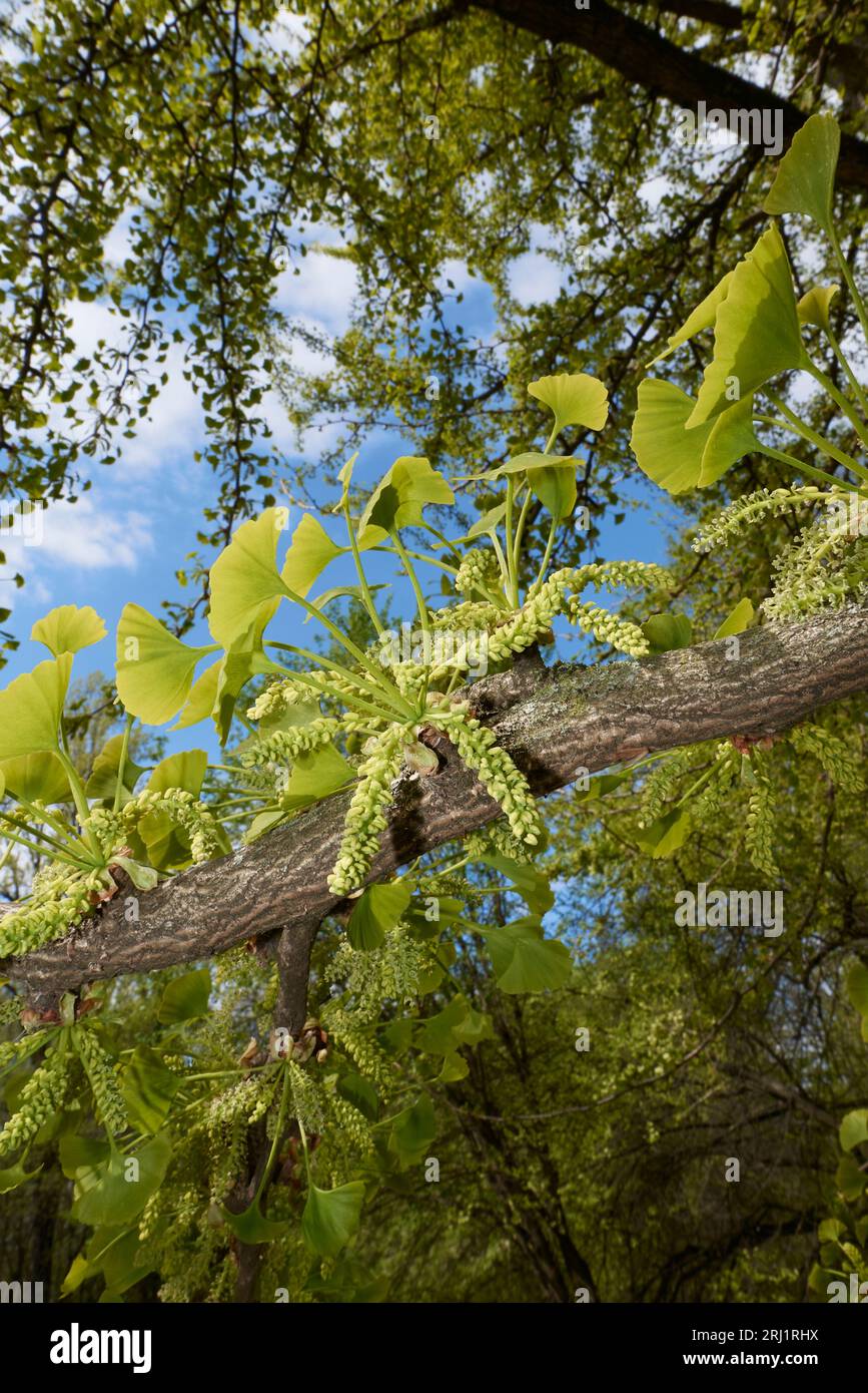Inflorescence verte ginkgo biloba Banque D'Images