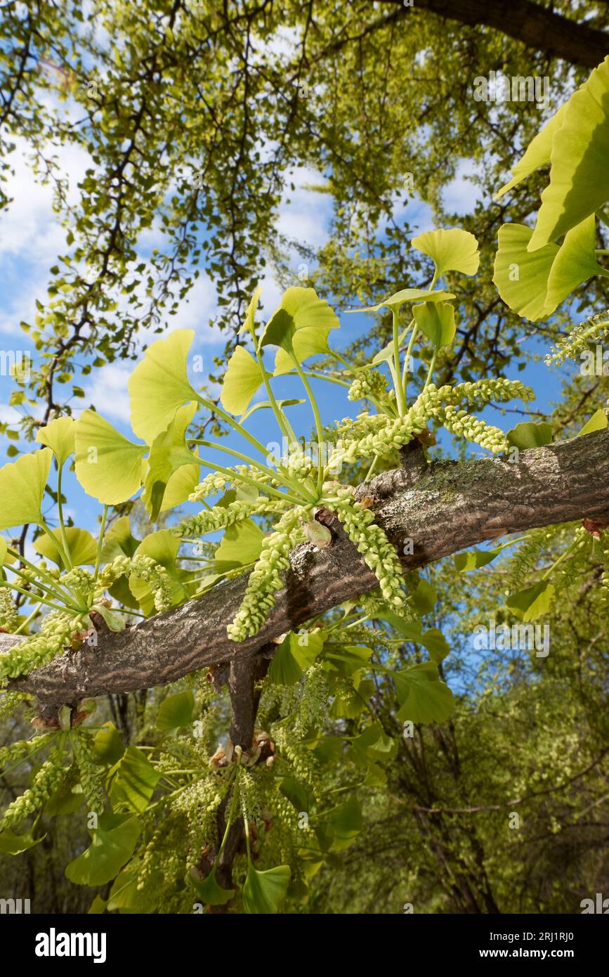 Inflorescence verte ginkgo biloba Banque D'Images