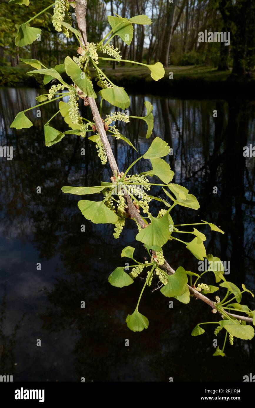 Inflorescence verte ginkgo biloba Banque D'Images