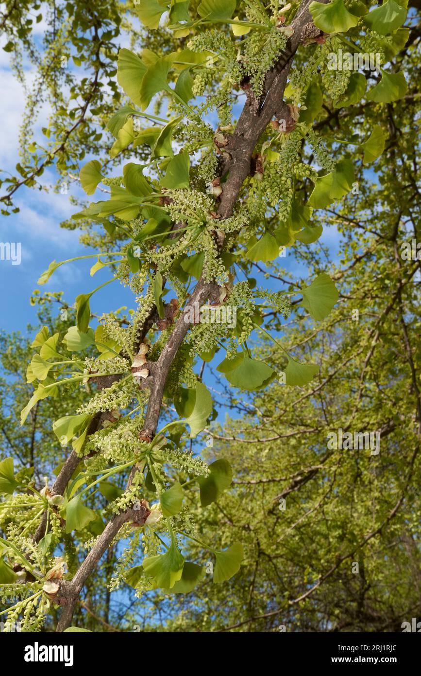 Inflorescence verte ginkgo biloba Banque D'Images